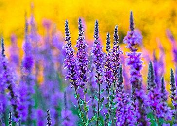 《堡垒之夜》联动《高达：复仇的安魂曲》玩法免费发布